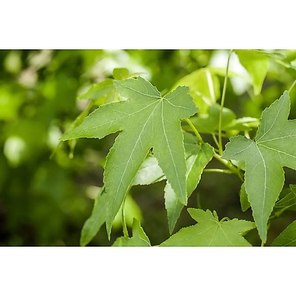 Liquidambar Styraciflua Slender Silhouette Amberbaum 125–150 cm günstig online kaufen