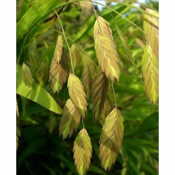 Plattährengras - großer Topf - Chasmanthium latifolium günstig online kaufen