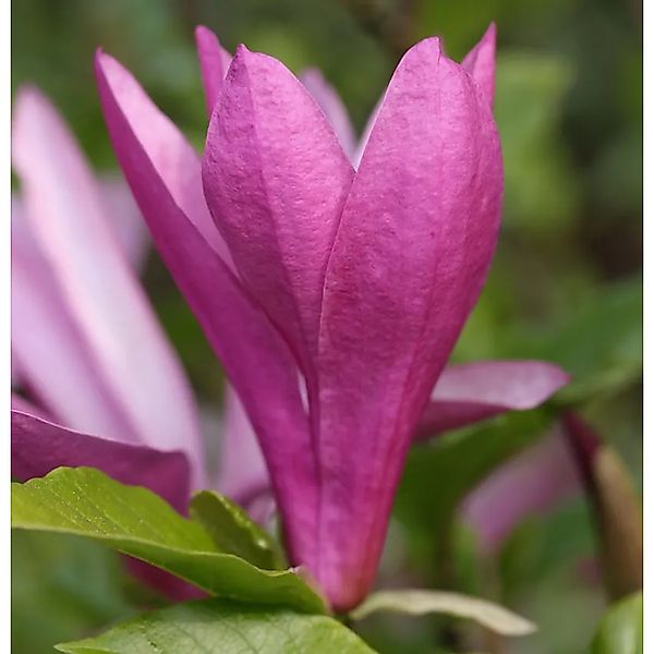 Niedrige Magnolie Susan 100-125cm - Magnolia,iliiflora günstig online kaufen