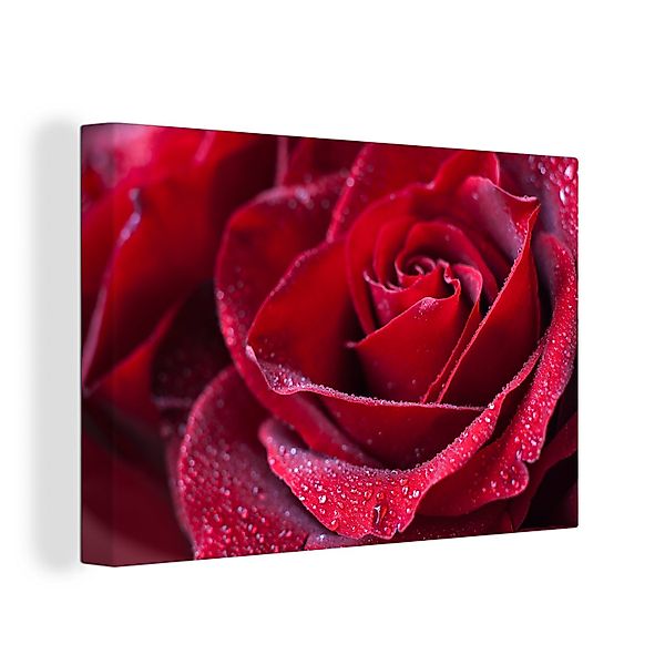 OneMillionCanvasses® Leinwandbild Rose - Rot - günstig online kaufen