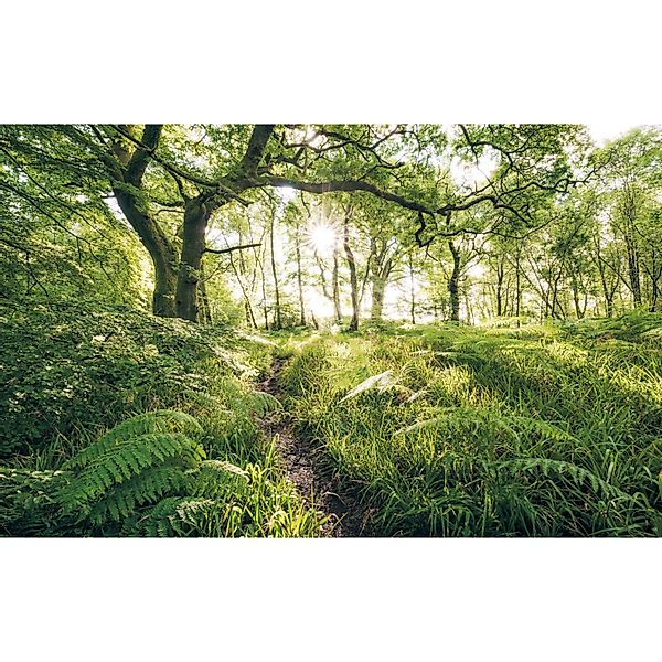 Komar Vliestapete »Digitaldruck Vlies - Mystic Path - Größe 400 x 250 cm«, günstig online kaufen