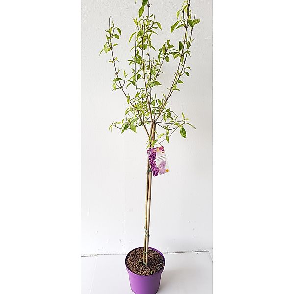 Pflanzen-Boering Callicarpa Profusion-Stämmchen 80 cm Schönfrucht Liebesper günstig online kaufen