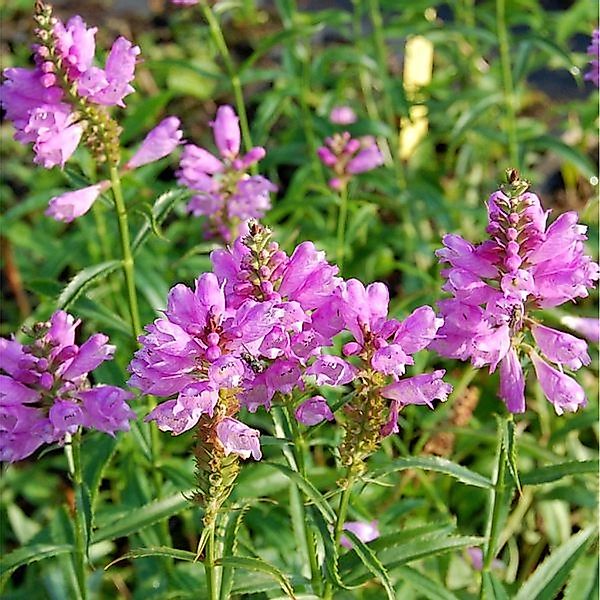 Gelenkblume Bouquet Rose - Physostegia virginiana günstig online kaufen