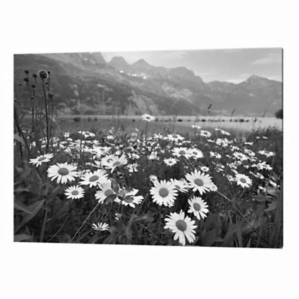 Any Image Wandbild Gänseblümchen grau Gr. 30 x 40 günstig online kaufen