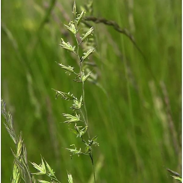 Schafschwingel - Festuca ovina günstig online kaufen