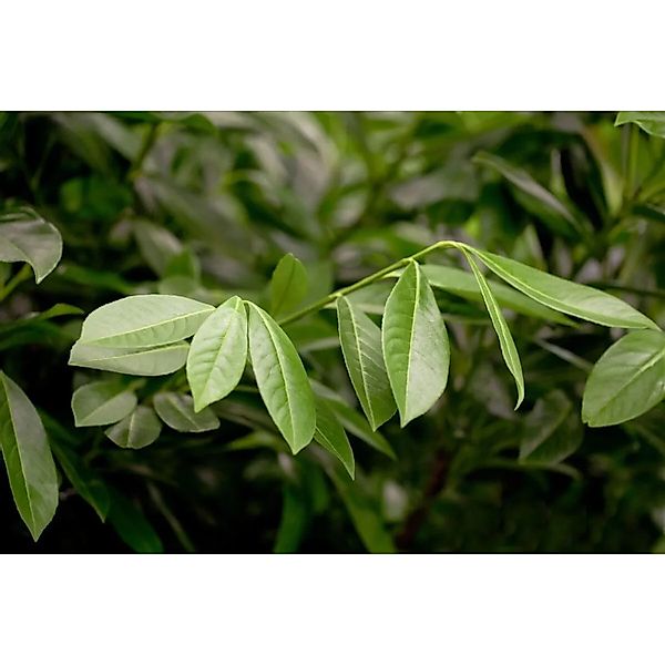 Prunus,aurocerasus 'Greenpeace' 40-60 cm günstig online kaufen