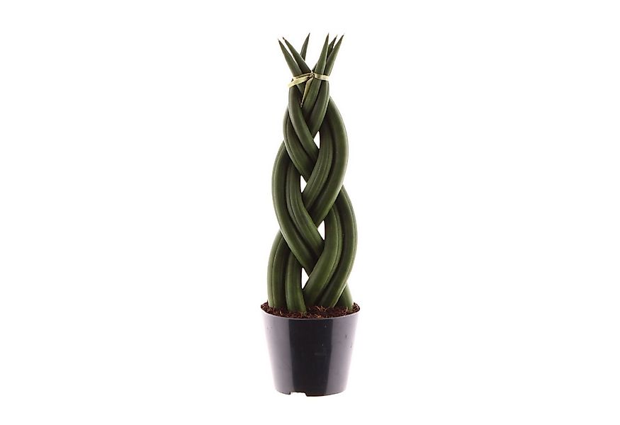 meinvipshop Zimmerpflanze Sansevieria cylindrica Twist 30cm Zimmerpflanze günstig online kaufen