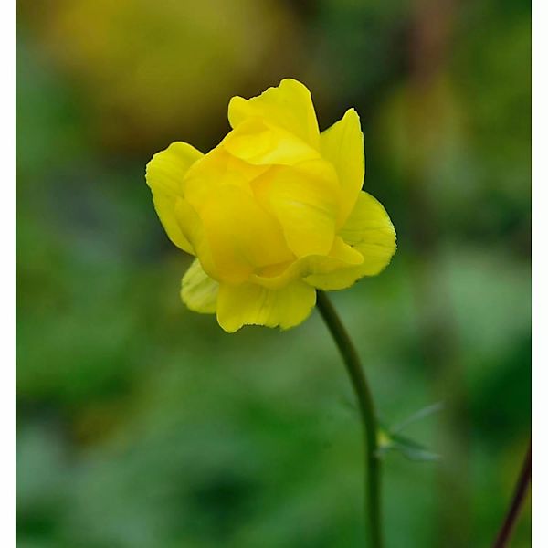 Trollblume Lemon Supreme - Trollius cultorum günstig online kaufen