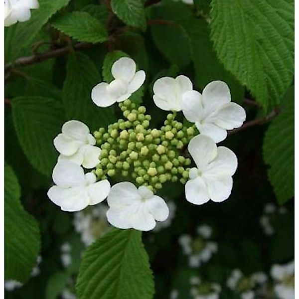 Pyramiden Schneeball Kilimanjaro 125-150cm - Viburnum plicatum günstig online kaufen