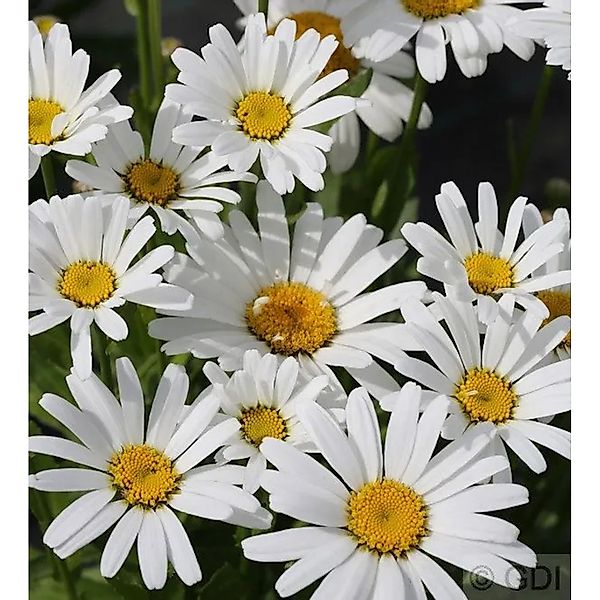 Wiesen Margerite Ohh La Lagrande  - großer Topf - Leucanthemum maximum günstig online kaufen