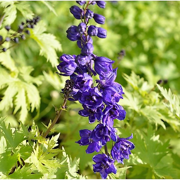 Hoher Rittersporn Schildknappe - Delphinium elatum günstig online kaufen