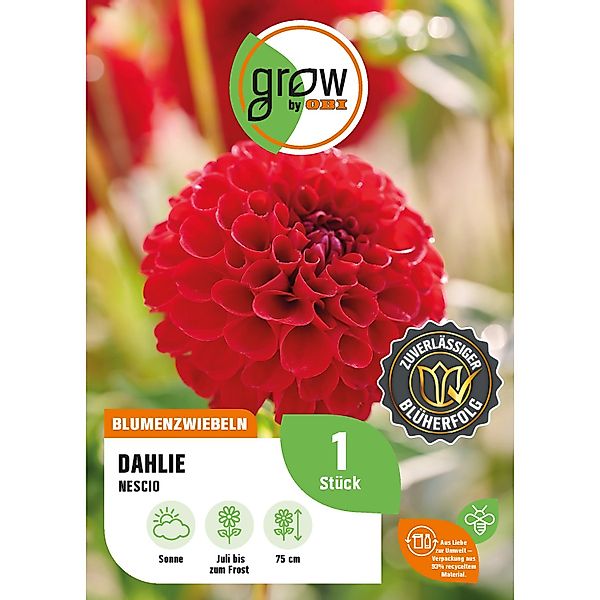 GROW by OBI Dahlie Nescio Höhe ca. 75 cm günstig online kaufen