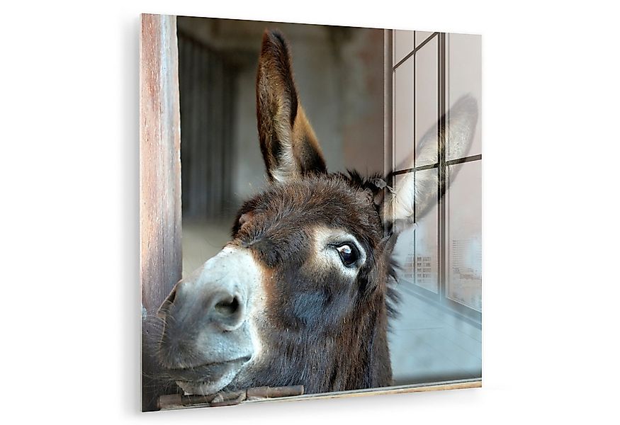 MuchoWow Acrylglasbild Esel, Inkl. Aufhängung, Bilder auf Glas Wandbild, Wa günstig online kaufen