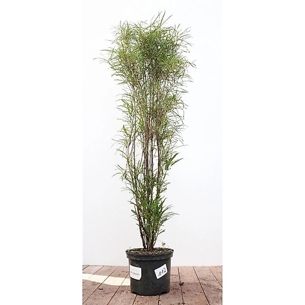 Rhamnus Frangula Asplenifolia Faulbaum Schmalblättrig 80–100 cm günstig online kaufen