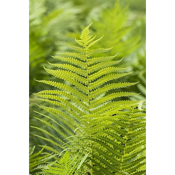 Polystichum Aculeatum Schildfarn Ca. 9x9 cm Topf günstig online kaufen