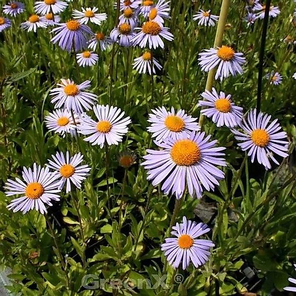 Kissenaster Silberteppich - Aster dumosus günstig online kaufen