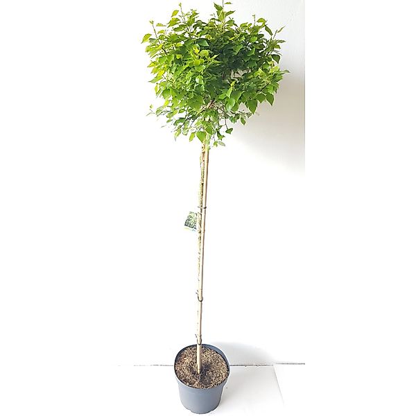 Pflanzen-Boering Betula Magical Globe-Stämmchen Lollypop Birke Höhe Gesamth günstig online kaufen