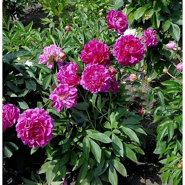 Edelpfingstrose General MacMahon - Paeonia,actiflora günstig online kaufen