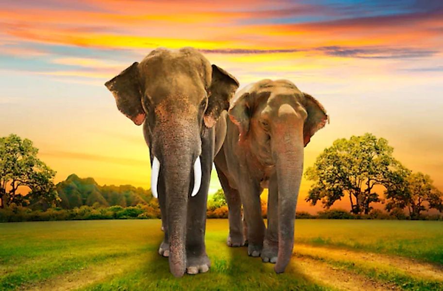 Papermoon Fototapete »Elephants Family« günstig online kaufen