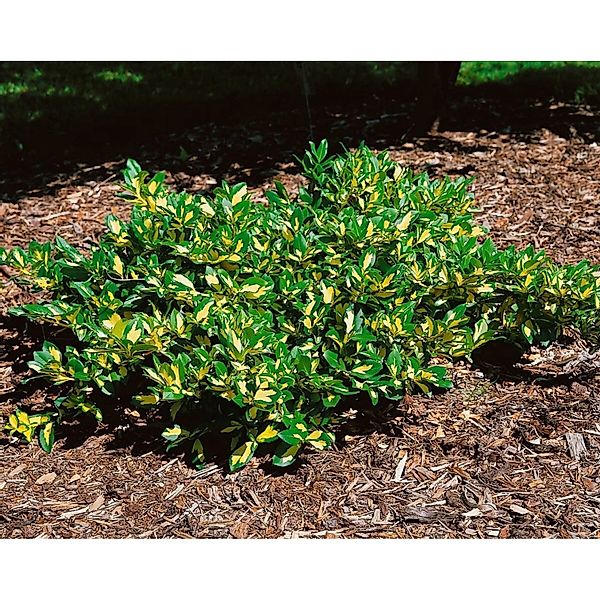 Euonymus Fortunei Sunspot Kriechspindel Ca. 9x9 cm Topf günstig online kaufen