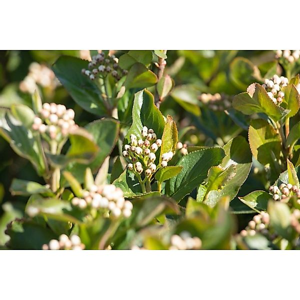 Aronia Melanocarpa Aron Schwarze Apfelbeere 80–100 Cm Robust günstig online kaufen