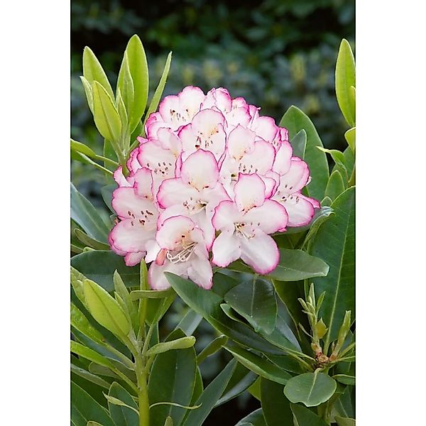 Rhododendron Hybr. Picotee Rhododendron 50–60 cm Zweifarbig günstig online kaufen
