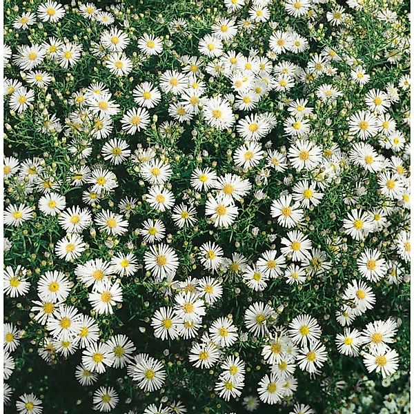 Aster Ericoides Schneegitter Myrtenaster Ca. 9x9 cm Topf günstig online kaufen