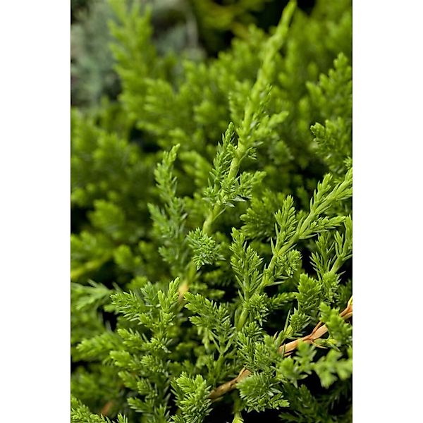 Juniperus Horizontalis Prince Of Wales Kriech-Wacholder 20–30 cm günstig online kaufen