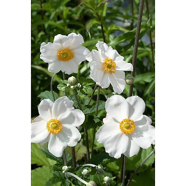 Anemone Japonica Andrea Atkinson Herbstanemone 2 Liter Container günstig online kaufen