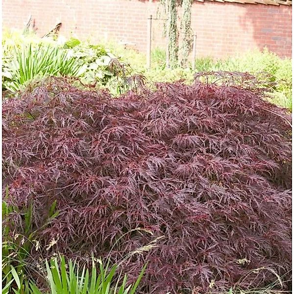 Dunkelroter Schlitz Ahorn Garnet 125-150cm - Acer palmatum günstig online kaufen