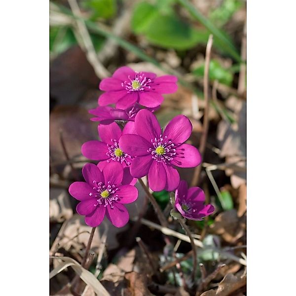 Hepatica Nobilis F.rubra Leberblümchen Ca. 9x9 cm Topf günstig online kaufen