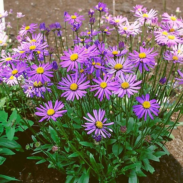 Aster Tongolensis Berggarten Sommeraster Ca. 9x9 cm Topf günstig online kaufen