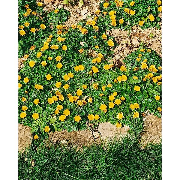 Ranunculus Ficaria Flore Pleno Gefülltes Scharbockskraut Ca. 9x9 cm Topf günstig online kaufen