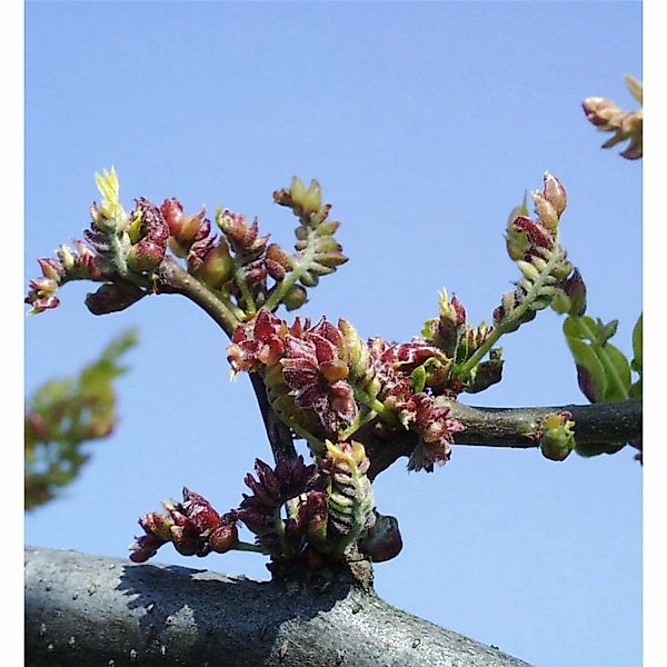Lederhülsenbaum Sunbrust 80-100cm - Gleditsia triacanthos günstig online kaufen