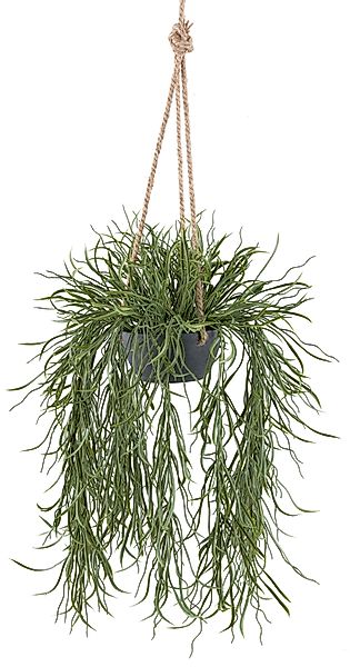Kunstpflanze Hängepflanze Rhipsalis, Creativ green, Höhe günstig online kaufen