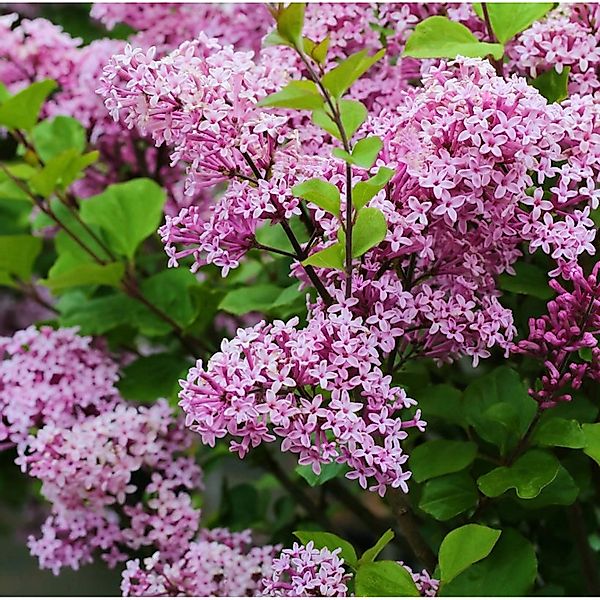 Zwergflieder Lillifee 100-125cm - Syringa meyeri günstig online kaufen