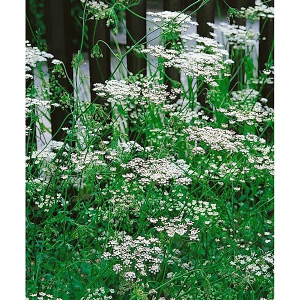 Pimpinella Saxifraga Kleine Bibernelle Ca. 9x9 cm Topf günstig online kaufen