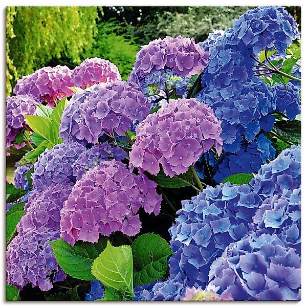 Artland Wandbild "Hortensien im Garten" Blumen 1 Stk. tlg. als Alubild, Out günstig online kaufen