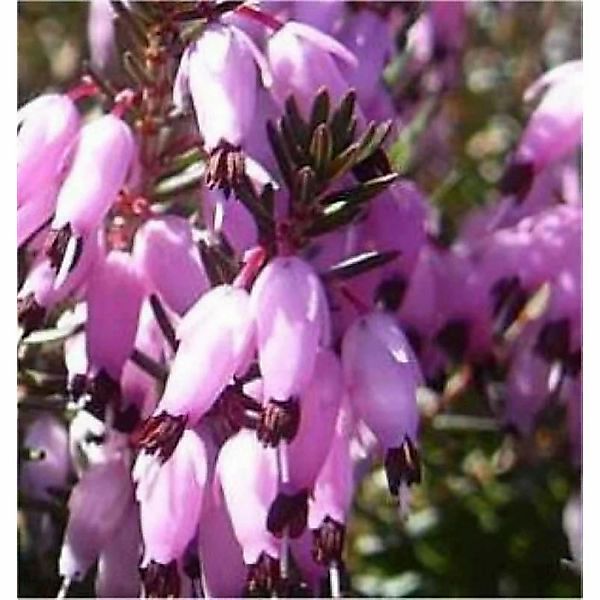 10x Winterheide Myretoun Ruby - Erica carnea günstig online kaufen