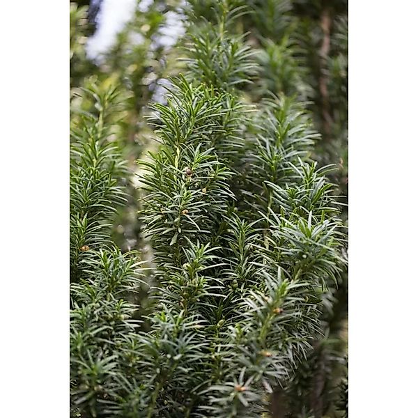 Taxus baccata 'Fastigiata' 40-50 cm günstig online kaufen