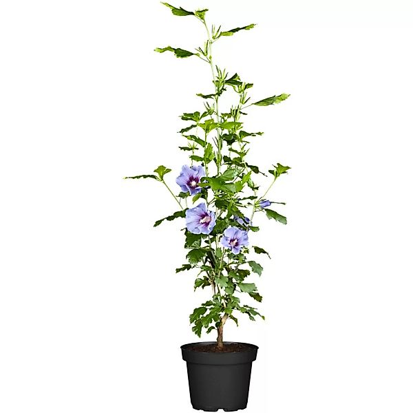 OBI Roseneibisch Blau Höhe ca. 30 - 40 cm Topf ca. 3 l Hibiscus günstig online kaufen