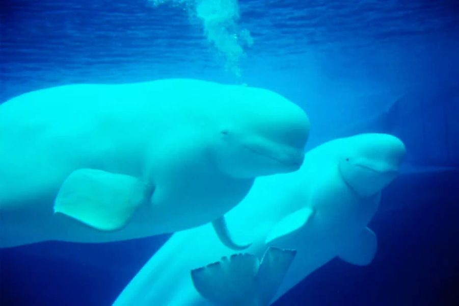 Papermoon Fototapete »Beluga Whales« günstig online kaufen