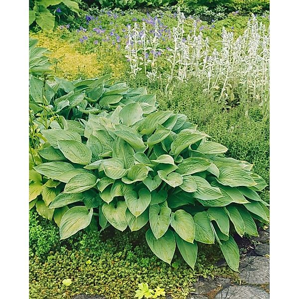 Hosta Undulata Undulata Gartenfunkie Ca. 11x11 cm Topf günstig online kaufen