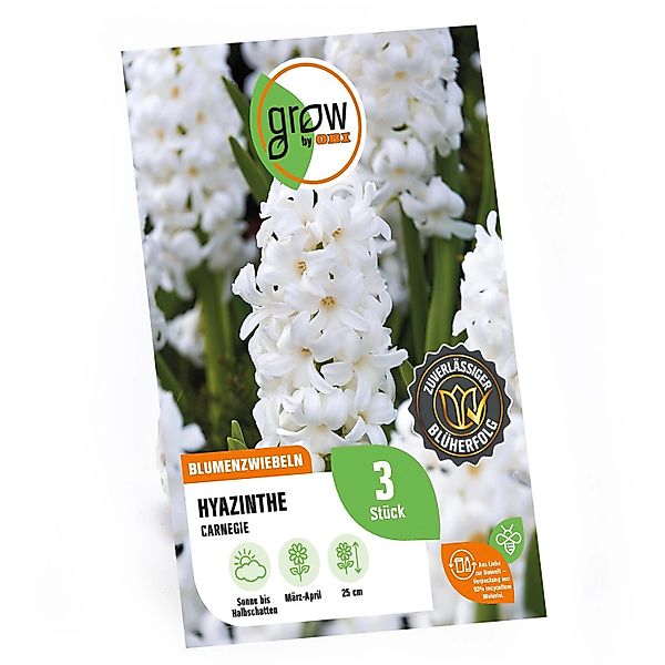 GROW by OBI Hyazinthe Carnegie Weiß 3 Stück Hyacinthus orientalis Carnegie günstig online kaufen