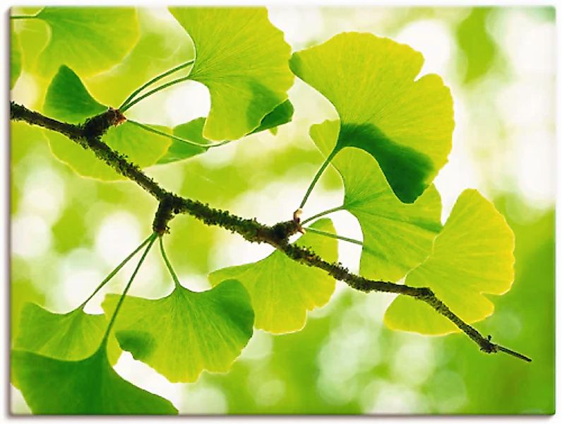 Artland Wandbild »Ginkgo« Blätter 1 Stk. tlg. als Leinwandbild, Poster in v günstig online kaufen