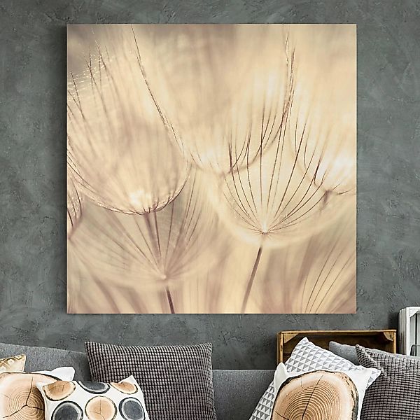 Leinwandbild - Quadrat Pusteblumen Nahaufnahme in wohnlicher Sepia Tönung günstig online kaufen