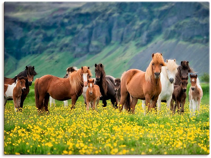 Artland "Isländische Pferde VII" Haustiere 1 Stk. tlg. als Leinwandbild, Po günstig online kaufen