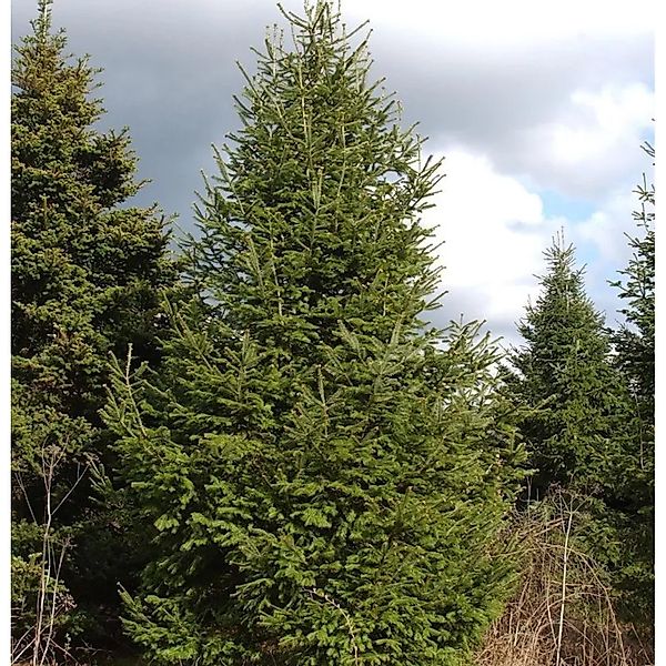 Fraser-Tanne 40-50cm - Abies fraseri günstig online kaufen