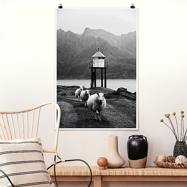 Poster Drei Schafe auf den Lofoten günstig online kaufen