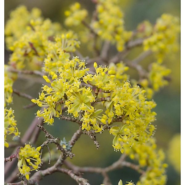 Asiatische Kornelkirsche 80-100cm - Cornus officinalis günstig online kaufen